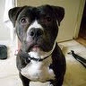 Meet your Posher, Luissoriano